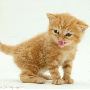 Meet your Posher, Christine